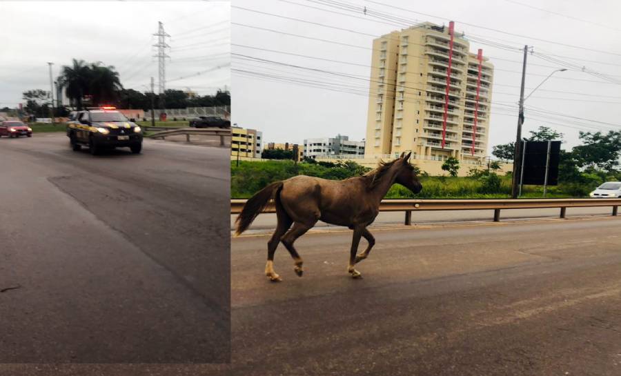 Um Cavalo Solto Na Br Per Metro Urbano De Rio Branco Deu Trabalho