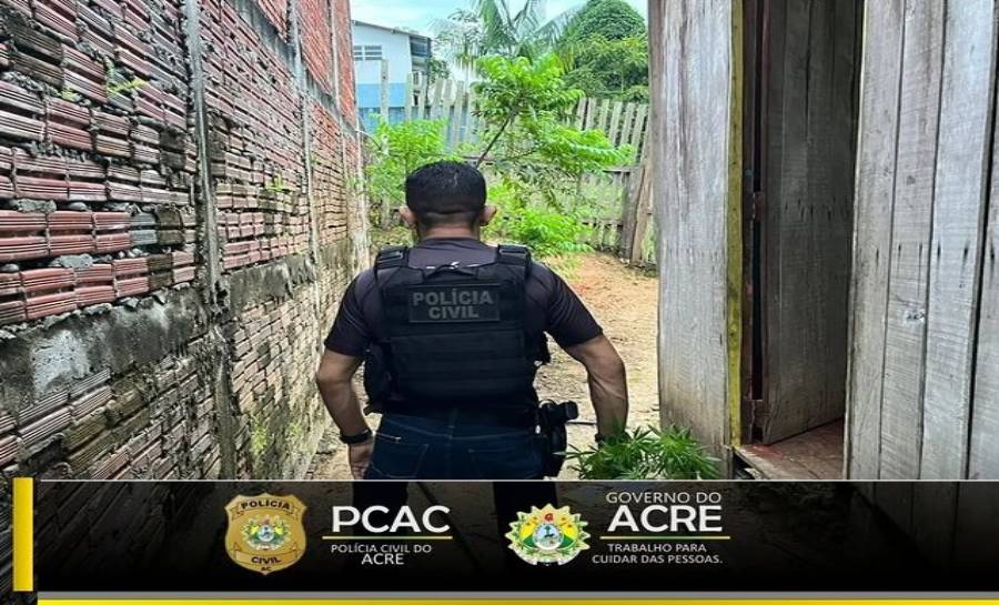 Traficante Que Cultivava Maconha No Quintal De Casa Preso Pela